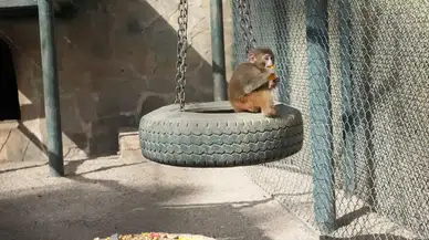 Antalya’ya Kaçak Gelen Fıstık Yeni Hayatına Merhaba Dedi!